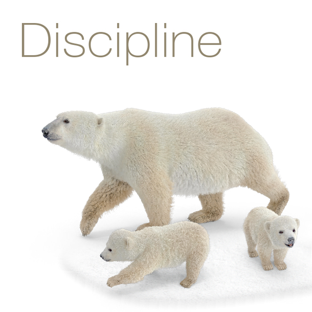 discipline image - polar bear