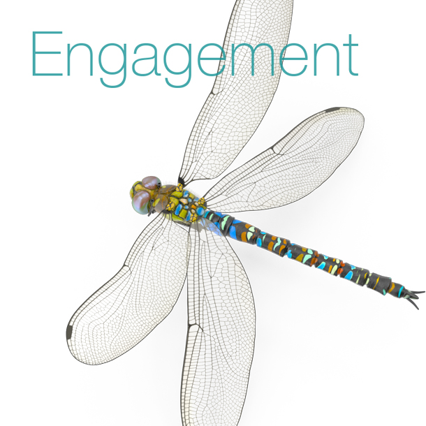 engagement image - dragonfly